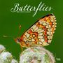 : Butterflies 2024 Square, KAL
