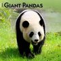 : Giant Pandas 2024 Square, KAL