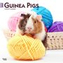 : Guinea Pigs 2024 Square, KAL
