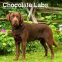: Labrador Retrievers, Chocolate 2024 Square, KAL