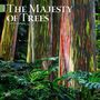 : Majesty of Trees, the 2024 Square, KAL