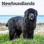 : Newfoundlands 2024 Square, KAL