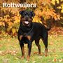 : Rottweilers 2024 Square, KAL