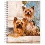 : Yorkshire Terriers 2024 Engagement, KAL