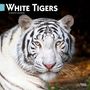 Browntrout: White Tigers 2025 12 X 24 Inch Monthly Square Wall Calendar Plastic-Free, KAL
