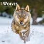 Browntrout: Wolves 2025 12 X 24 Inch Monthly Square Wall Calendar Plastic-Free, KAL