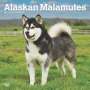 Browntrout: Alaskan Malamutes 2025 12 X 24 Inch Monthly Square Wall Calendar Plastic-Free, KAL