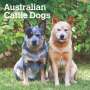 Browntrout: Australian Cattle Dogs 2025 12 X 24 Inch Monthly Square Wall Calendar Plastic-Free, KAL