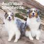 Browntrout: Australian Shepherds 2025 12 X 24 Inch Monthly Square Wall Calendar Plastic-Free, KAL