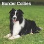 Browntrout: Border Collies 2025 12 X 24 Inch Monthly Square Wall Calendar Plastic-Free, KAL