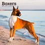 Browntrout: Boxers 2025 12 X 24 Inch Monthly Square Wall Calendar Plastic-Free, KAL