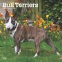 Browntrout: Bull Terriers 2025 12 X 24 Inch Monthly Square Wall Calendar Plastic-Free, KAL