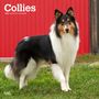 Browntrout: Collies 2025 12 X 24 Inch Monthly Square Wall Calendar Plastic-Free, KAL