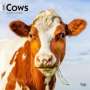 Browntrout: Cows 2025 12 X 24 Inch Monthly Square Wall Calendar Plastic-Free, KAL