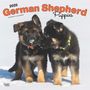 Browntrout: German Shepherd Puppies 2025 12 X 24 Inch Monthly Square Wall Calendar Plastic-Free, KAL