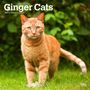 Browntrout: Ginger Cats 2025 12 X 24 Inch Monthly Square Wall Calendar Plastic-Free, KAL