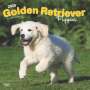 Browntrout: Golden Retriever Puppies 2025 12 X 24 Inch Monthly Square Wall Calendar Plastic-Free, KAL