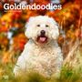 Browntrout: Goldendoodles 2025 12 X 24 Inch Monthly Square Wall Calendar Plastic-Free, KAL