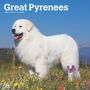 Browntrout: Great Pyrenees 2025 12 X 24 Inch Monthly Square Wall Calendar Plastic-Free, KAL