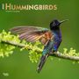Browntrout: Hummingbirds 2025 12 X 24 Inch Monthly Square Wall Calendar Foil Stamped Cover Plastic-Free, KAL