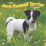 Browntrout: Jack Russell Terrier Puppies 2025 12 X 24 Inch Monthly Square Wall Calendar Plastic-Free, KAL
