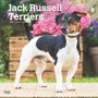 Browntrout: Jack Russell Terriers 2025 12 X 24 Inch Monthly Square Wall Calendar Plastic-Free, KAL