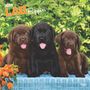 Browntrout: Labrador Retriever Puppies 2025 12 X 24 Inch Monthly Square Wall Calendar Plastic-Free, KAL