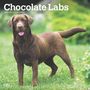Browntrout: Chocolate Labrador Retrievers 2025 12 X 24 Inch Monthly Square Wall Calendar Plastic-Free, KAL