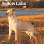 Browntrout: Yellow Labrador Retrievers 2025 12 X 24 Inch Monthly Square Wall Calendar Plastic-Free, KAL