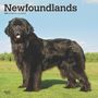 Browntrout: Newfoundlands 2025 12 X 24 Inch Monthly Square Wall Calendar Plastic-Free, KAL