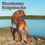 Browntrout: Rhodesian Ridgebacks 2025 12 X 24 Inch Monthly Square Wall Calendar Plastic-Free, KAL