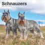Browntrout: Schnauzers 2025 12 X 24 Inch Monthly Square Wall Calendar Plastic-Free, KAL