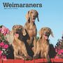 Browntrout: Weimaraners 2025 12 X 24 Inch Monthly Square Wall Calendar Plastic-Free, KAL