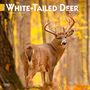 Browntrout: White Tailed Deer 2025 12 X 24 Inch Monthly Square Wall Calendar Plastic-Free, KAL