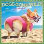 Browntrout: Avanti Dogs Gone Wild Official 2025 12 X 24 Inch Monthly Square Wall Calendar Plastic-Free, KAL