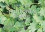 Jon Mincu: Tautropfen, Buch