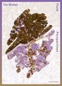 Text: "On Water", "Fluid", "Perspectives", "DIAPHANES". Abstrakte Karte in Erdtönen mit violetten Akzenten.
