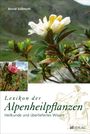 Astrid Süssmuth: Lexikon der Alpenheilpflanzen, Buch