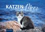 : Katzen am Meer 2026, KAL