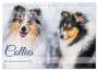 Sigrid Starick: Collies - die schönsten Hunde der Welt (Tischkalender 2024 DIN A5 quer), CALVENDO Monatskalender, KAL
