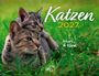 „Katzen 2027“, „Nuri & Kira“, „HEEL“. Zwei Katzen kuscheln auf grüner Wiese.