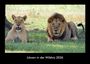Tobias Becker: Löwen in der Wildnis 2026 Fotokalender DIN A3, KAL