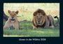 Tobias Becker: Löwen in der Wildnis 2026 Fotokalender DIN A4, KAL