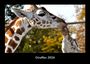 Tobias Becker: Giraffen 2026 Fotokalender DIN A3, KAL