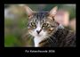 Tobias Becker: Für Katzenfreunde 2026 Fotokalender DIN A3, KAL