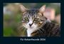 Tobias Becker: Für Katzenfreunde 2026 Fotokalender DIN A4, KAL