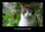 Tobias Becker: Für Katzenfreunde 2026 Fotokalender DIN A3, KAL
