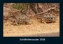 Tobias Becker: Schildkrötenzauber 2026 Fotokalender DIN A4, KAL