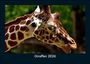 Tobias Becker: Giraffen 2026 Fotokalender DIN A5, KAL