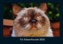 Tobias Becker: Für Katzenfreunde 2026 Fotokalender DIN A4, KAL